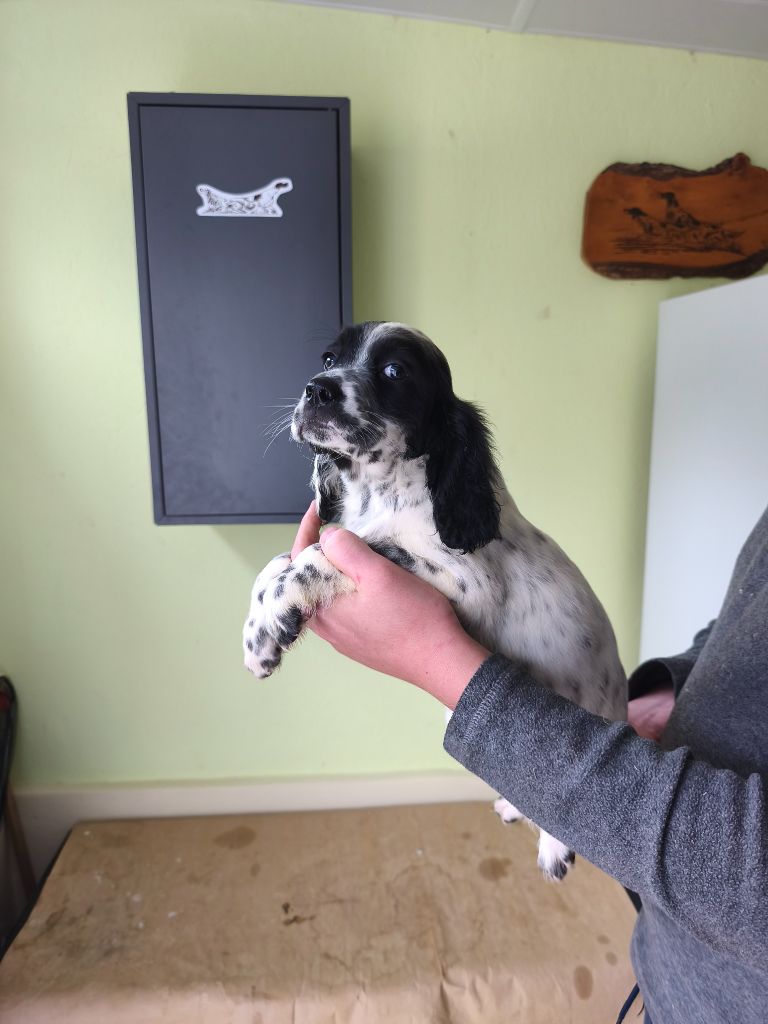 de la dame au long bec - Chiots disponibles - Setter Anglais