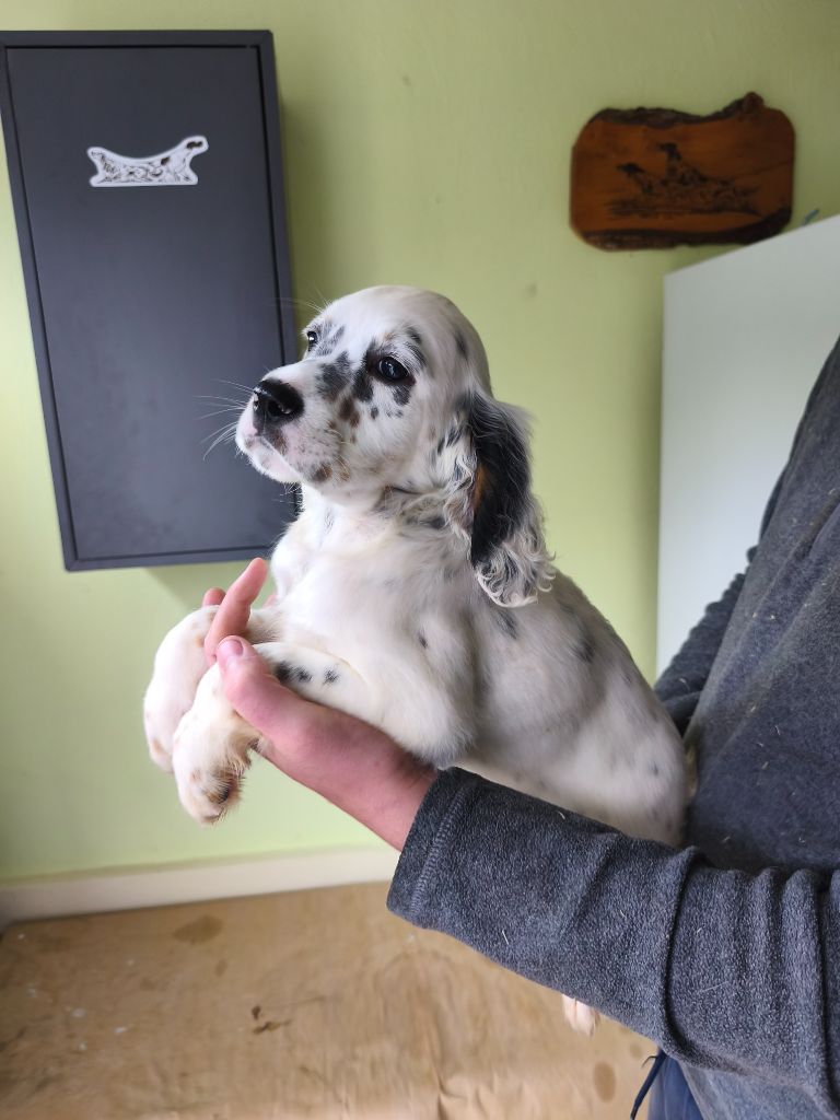 de la dame au long bec - Chiots disponibles - Setter Anglais