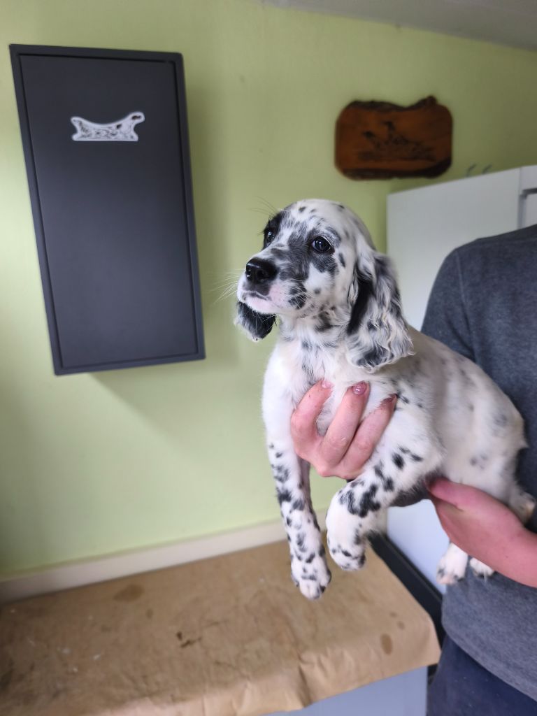 de la dame au long bec - Chiots disponibles - Setter Anglais