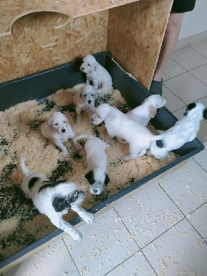 CHIOT 8