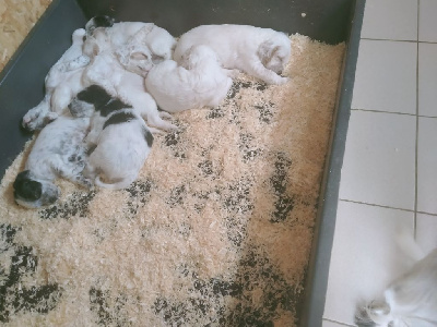 CHIOT 7