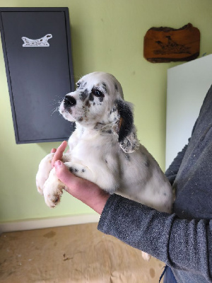 CHIOT 3