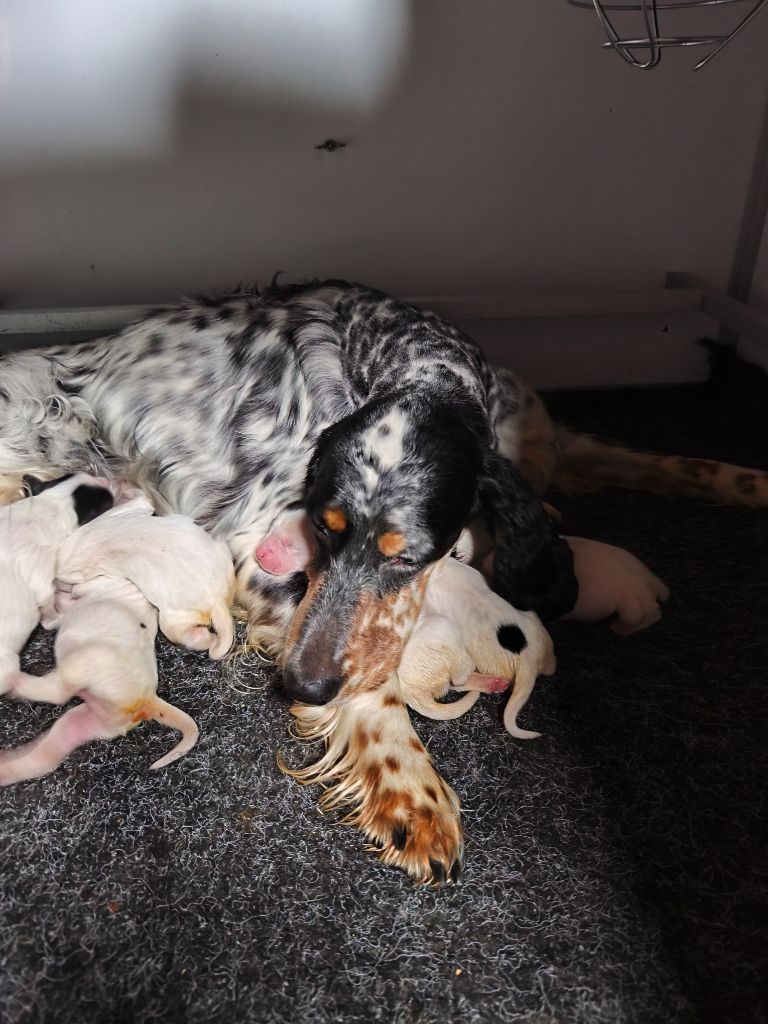 Chiot Setter Anglais de la dame au long bec
